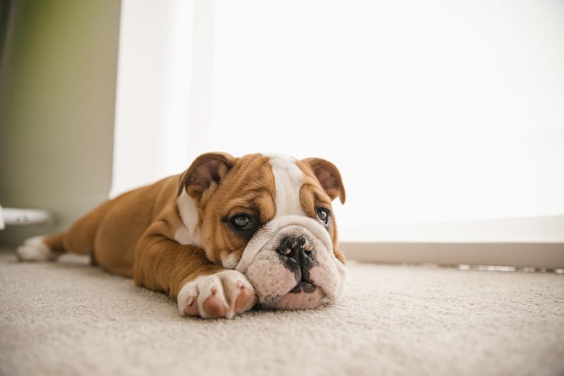 Pet Stain Carpet Repair in Alpharetta, GA